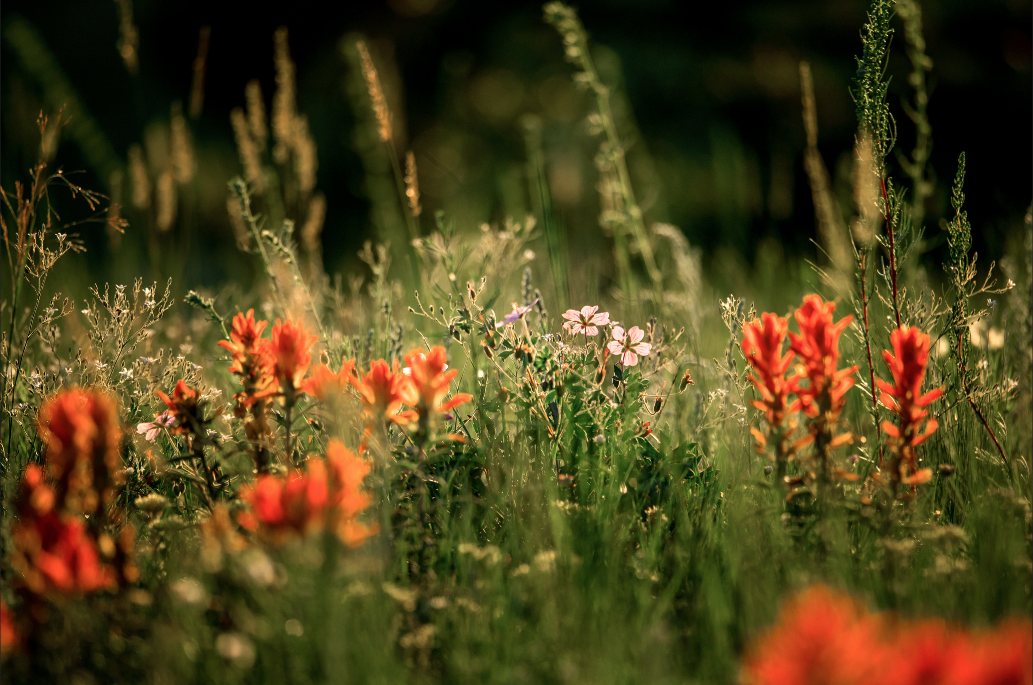 Wilde bloemen en onkruid